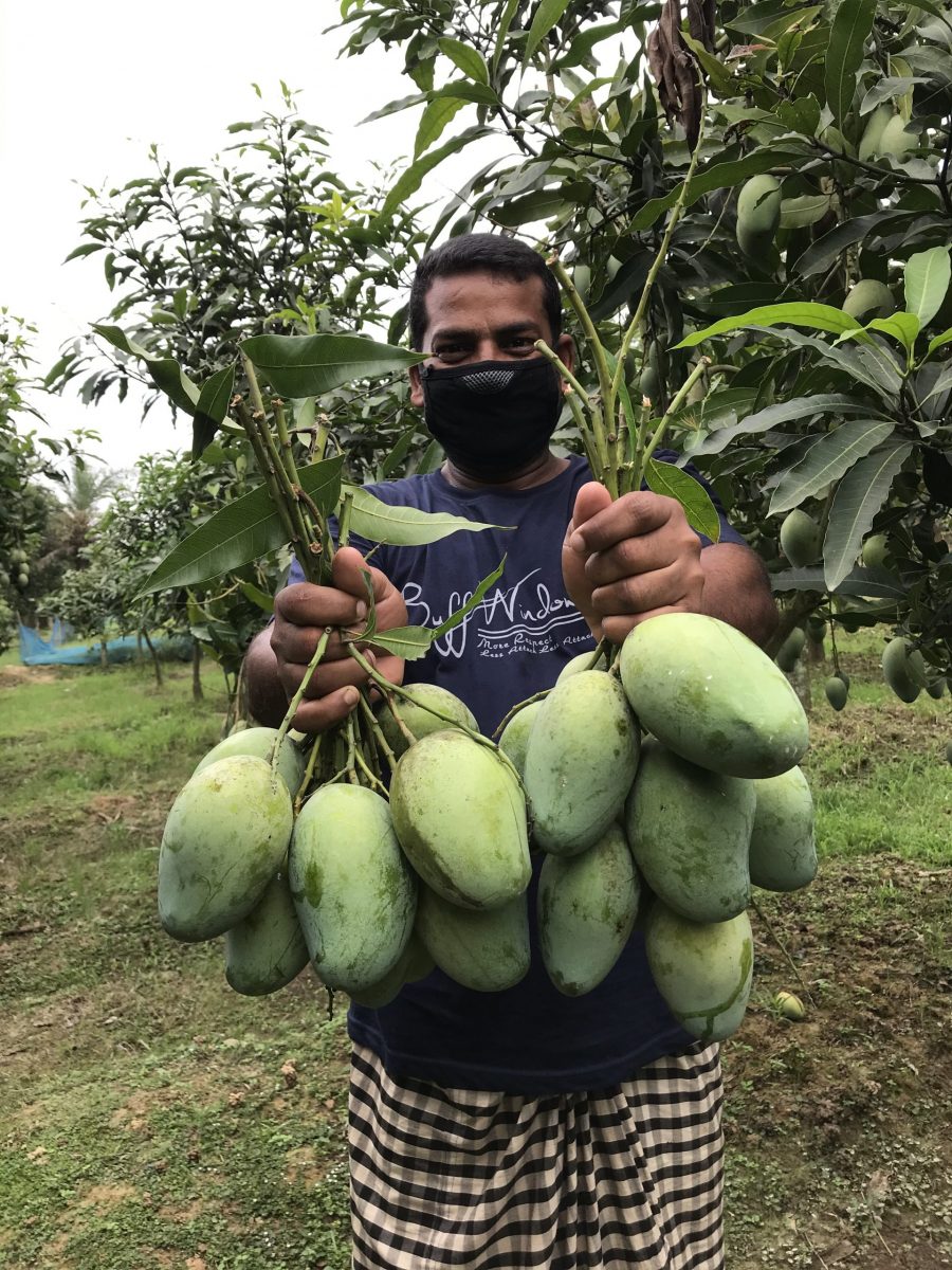 Aam Rupali – আম্রপালি আম – Nashi Mart